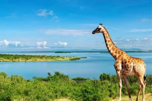 Journey to the 'Place of Many Little Birds'
