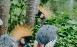 Breco Safaris Birdwatching