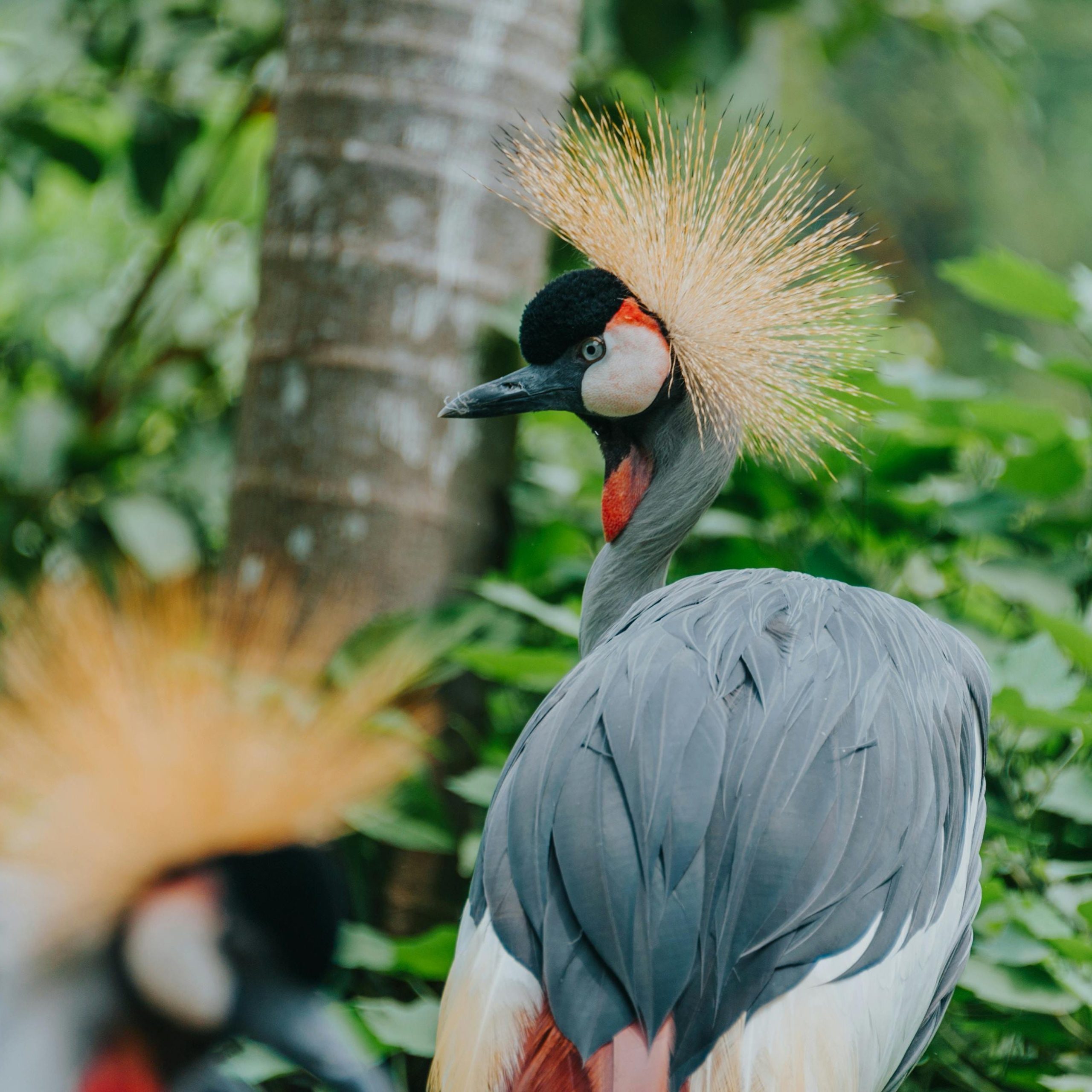 Breco Safaris Birdwatching