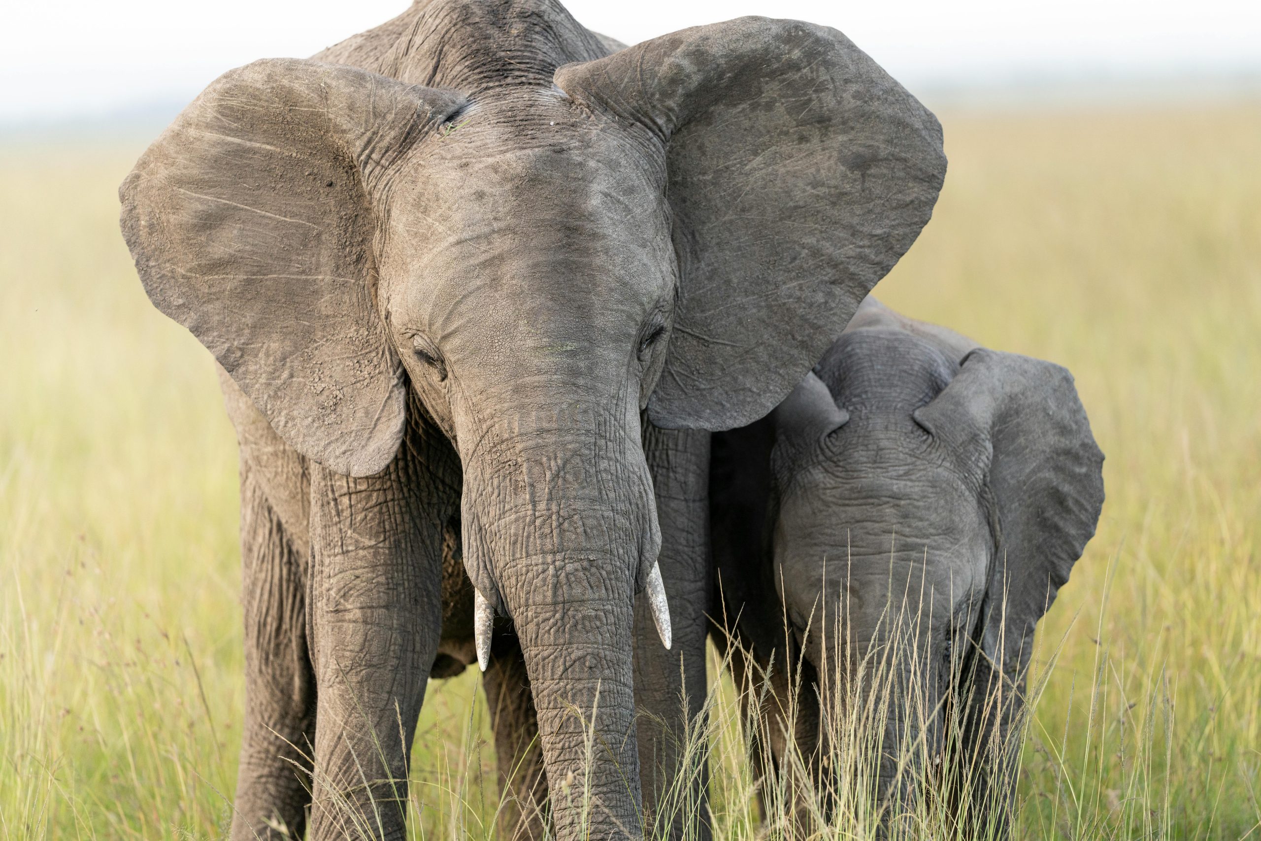 Breco safaris delivers an exceptional unparralled safaris experience