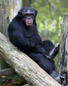 chimp