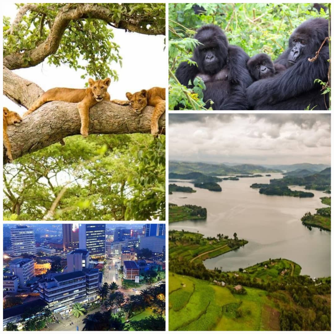 Classic Safari, City Tour & Countryside Experience.