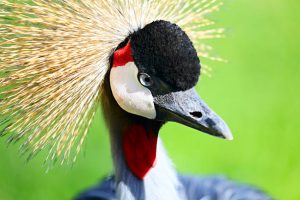 crane
