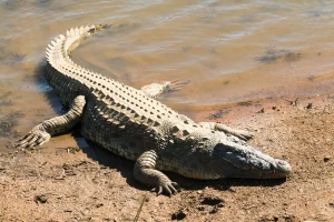 crocodile-explore