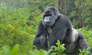 Bwindi Impenetrable Forest