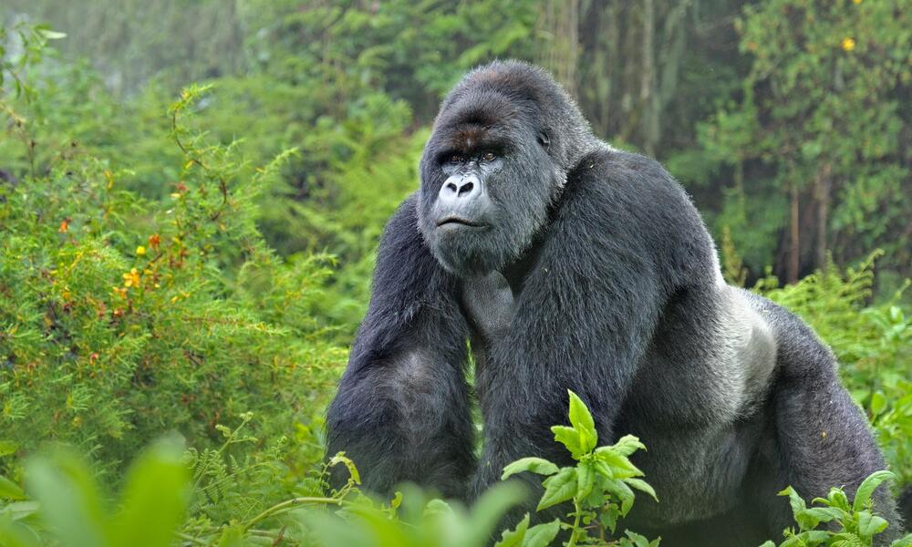 Gorilla Treking