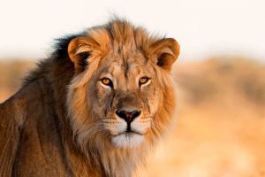 lion