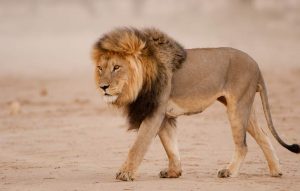 Wildlife Fauna