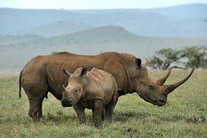 “Black rhinoceros baby and mother, Lewa, Kenya”