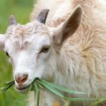 Police investigate mysterious deaths of 60 goats after vaccination in Kitgum