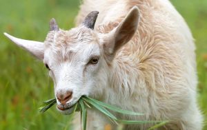Police investigate mysterious deaths of 60 goats after vaccination in Kitgum