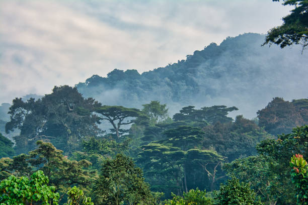 Youth in Forest and Climate Action